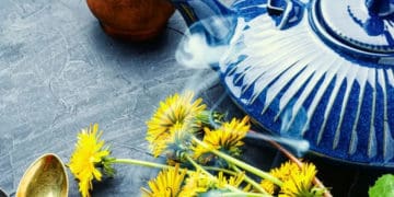 Корінь кульбаби: несподівана користь такої поширеної рослини