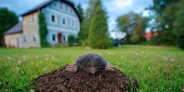 Як позбутися кротів на ділянці: ефективні і гуманні методи