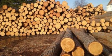 ліс кругляк