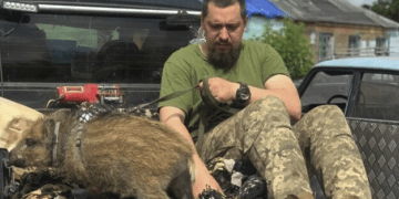 Дикий кабанчик «воює» разом з тернопільськими бійцями на передовій