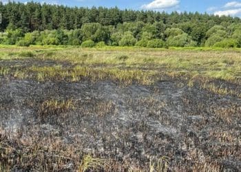 Пожежа сухої трави ледь не призвела до займання 230 га лісу на Шумщині