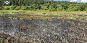 Пожежа сухої трави ледь не призвела до займання 230 га лісу на Шумщині