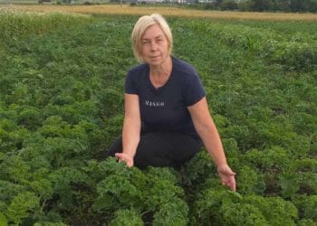 Жителька Великої Березовиці вирощує на городі кучеряву капусту Кейл