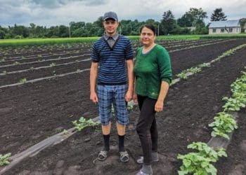 Екзотичні кавуни вирощує на власному городі родина у Борсуківській громаді