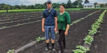 Екзотичні кавуни вирощує на власному городі родина у Борсуківській громаді