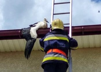 Лелеку, який застряг на даху будинку, рятували у Бучачі (Фото)