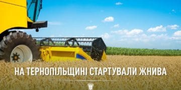 П’ять тисяч гектарів ріпаку вже зібрали на Тернопільщині