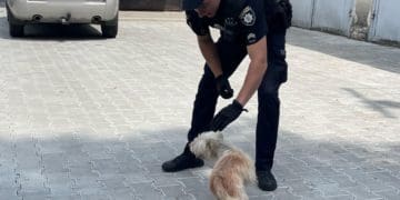 У Тернополі від спеки рятували песика