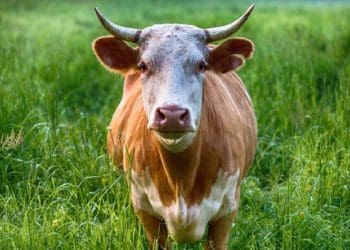 Корова заблукала у полі соняшників на Чортківщині (Відео)