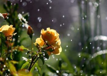 Кінець липня прогнозують дощовим на Тернопільщині