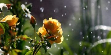 Кінець липня прогнозують дощовим на Тернопільщині