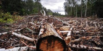 Після виправдання двох колишніх лісівників Кременеччини все ж засудили за рубку дерев