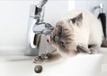 Частина Тернополя буде без води 13 липня