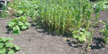 Майже півтори тисячі наркотичних рослин виявили у жителів Тернопільщини за день