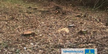 Судитимуть посадовця Тернопільської ОДА, через службову недбалість якого зрубали понад 500 дерев