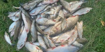 З’ясовують причину масової загибелі риби у річці Гнізна на Тернопільщині