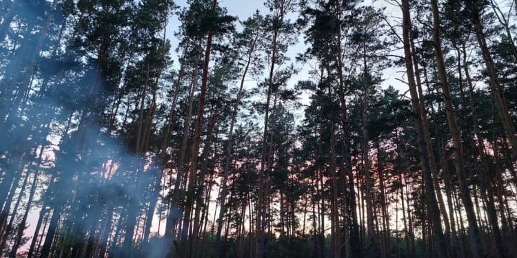 Потрійна подяка юних: «Опілля» допомогло провести християнський табір «Горлиця-2023»