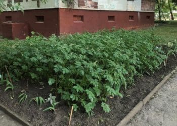 Галицькі ґазди: у Тернополі біля багатоповерхівки росте картопля