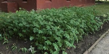 Галицькі ґазди: у Тернополі біля багатоповерхівки росте картопля