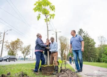 На дамбі Тернопільського ставу висадили катальпи, котрі живуть до 15 років і зазвичай замерзають
