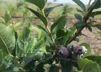 На Тернопільщині сім’я вирощує лохину, продовжуючи справу сина, який в ЗСУ