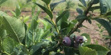 На Тернопільщині сім’я вирощує лохину, продовжуючи справу сина, який в ЗСУ