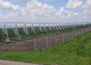 “Сад перемоги” на 25 гектарів росте у Бучачі на Тернопільщині