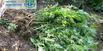 За ґрати відправили жителя Чернівеччини, який вирощував коноплі на Чортківщині