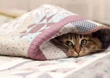 На Тернопільщині прогнозують туман і похолодання – 8 градусів тепла вночі