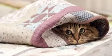 На Тернопільщині прогнозують туман і похолодання – 8 градусів тепла вночі