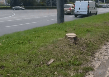 Шість дерев зрізали на вулиці Тарнавського у Тернополі