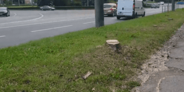 Шість дерев зрізали на вулиці Тарнавського у Тернополі