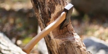 На Чортківщині лісник дозволив зрубати дерев на майже 2 мільйона, хоча мам їх оберігати