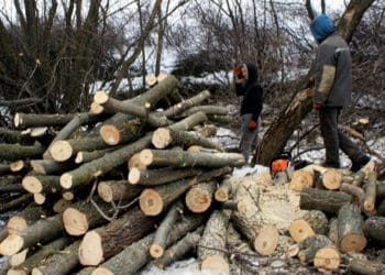 За зрубані на території природно-заповідному фонду дерева повідомили про підозру ліснику на Чортківщині