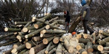 За зрубані на території природно-заповідному фонду дерева повідомили про підозру ліснику на Чортківщині