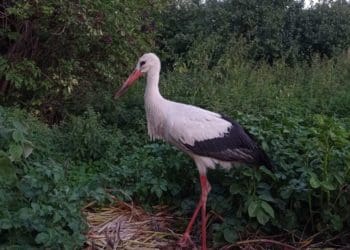 На Зборівщині хвору лелеку просять допомоги доправити до Тернополя