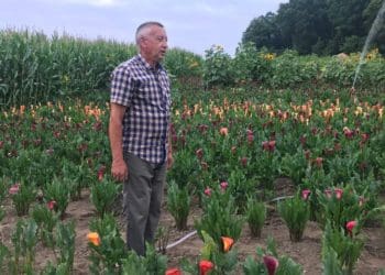 Житель Тернопільщини виростив на городі понад 20 тисяч квітів кали