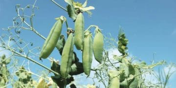 Шість овочів, які можна садити на городі у серпні для цьогорічного врожаю