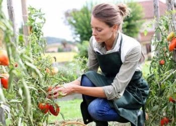 Посівний календар на серпень 2023 року: що садити та робити на городі