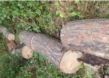 зрубав дерева у Дачі Галілея