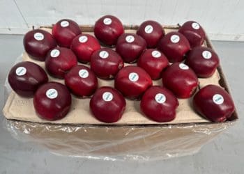 "Гадз" розпочинає сезон експорту яблук