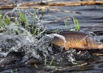 незаконний вилов риби