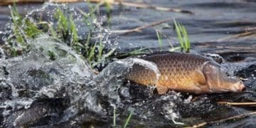 незаконний вилов риби