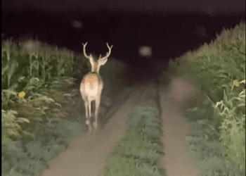 Вбили оленя на Монастирищині