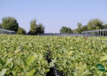 новий ліс Тернопільщина