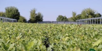 новий ліс Тернопільщина