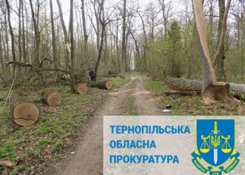 незаконно зрубані дерева