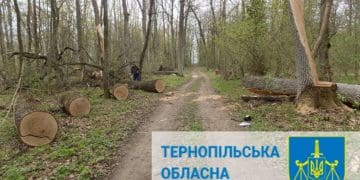 незаконно зрубані дерева