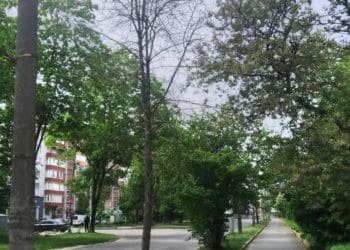 зрубають дерева у Тернополі