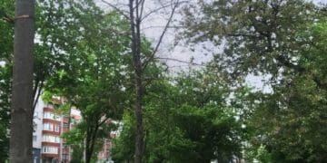 зрубають дерева у Тернополі